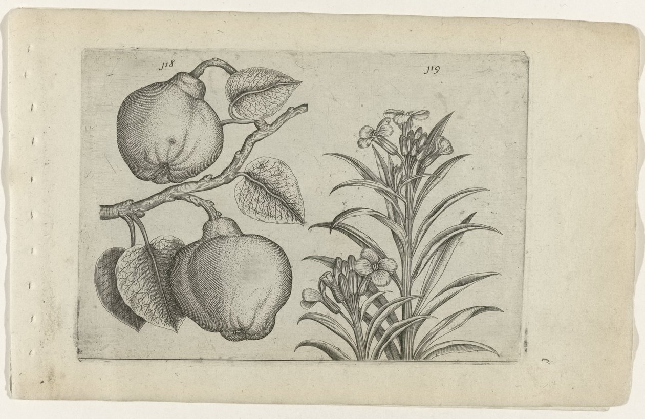 Kweepeer og muurbloem Cognoscite Lily (serietitel) af Crispijn van de Passe (I) (attributed to)
