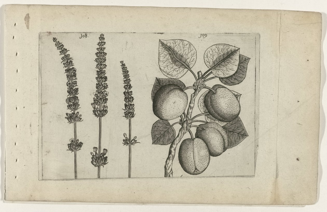 Lavendel og abrikoser Know the Lilies (serietitel) af Crispijn van de Passe (I) (attributed to)