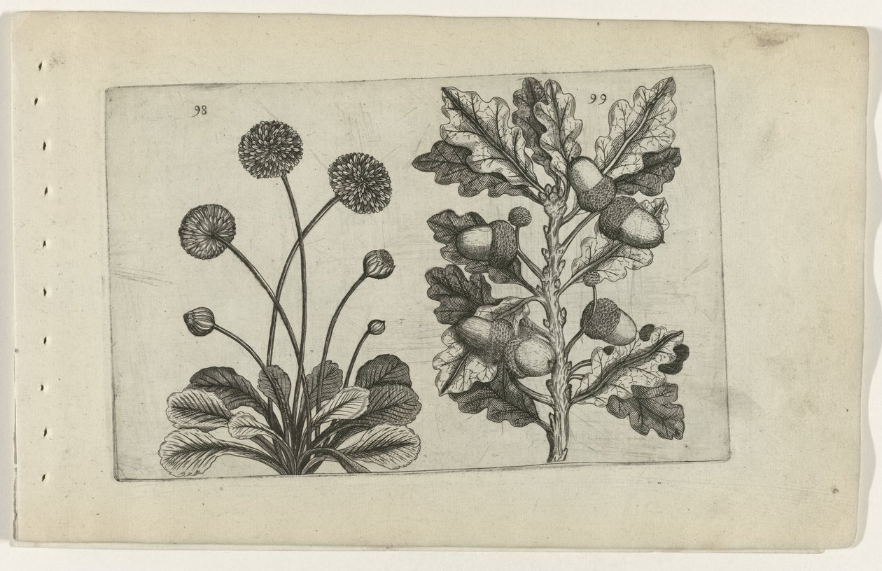 Tusindfryd og stammet eg Cognoscite lilia (serietitel) af Crispijn van de Passe (I) (attributed to)