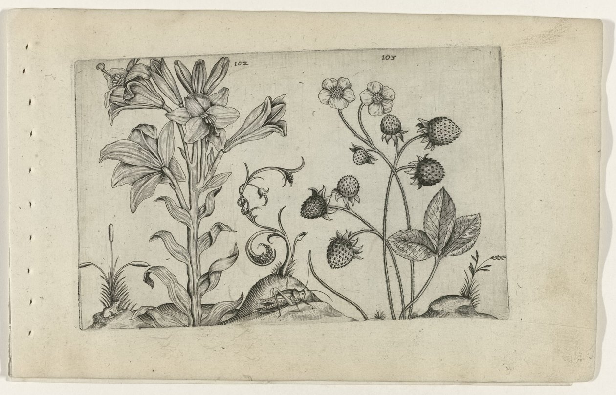 Madonnalelie en jordbei Know the Lilies (serietitel) af Crispijn van de Passe (I) (attributed to)