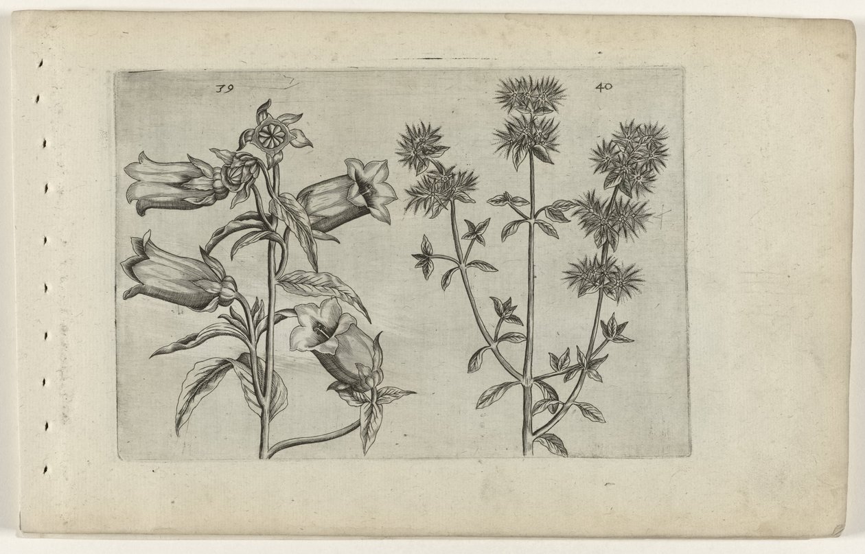 Mariette ur og merian Cognoscite lilia (serietitel) af Crispijn van de Passe (I) (attributed to)