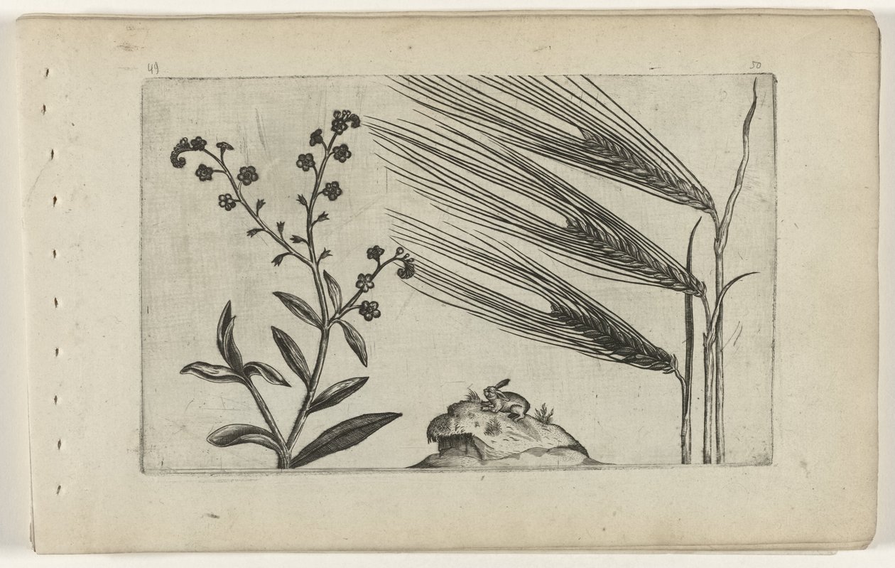 Sumpforglemmigej og byg Cognoscite lilia (serietitel) af Crispijn van de Passe (I) (attributed to)