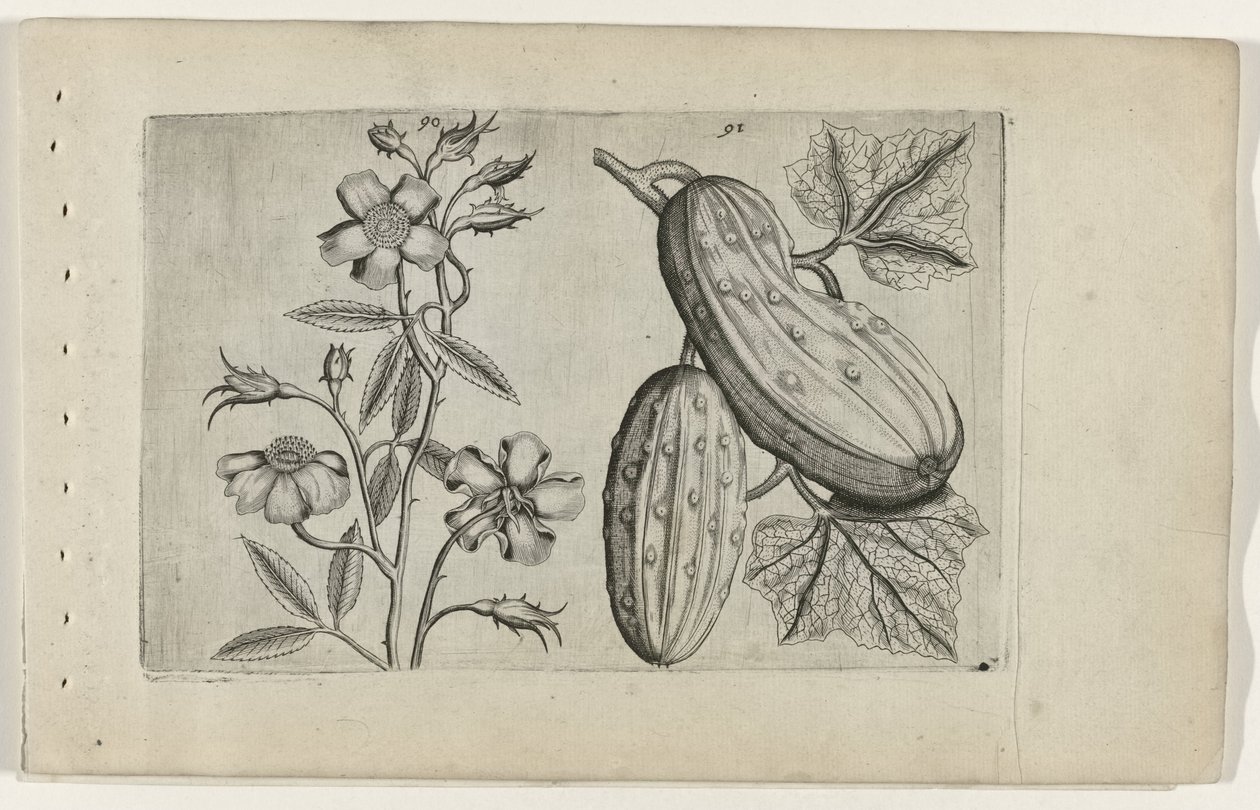 Muskusroos og komkor Know the Lilies (serietitel) af Crispijn van de Passe (I) (attributed to)