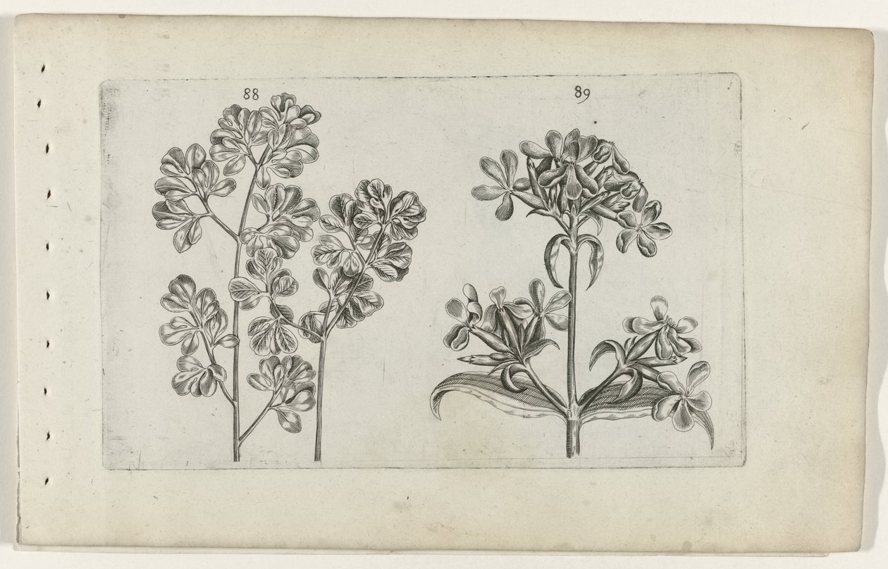 Vægbregne og sæbeurt Cognoscite lilia (serietitel) af Crispijn van de Passe (I) (attributed to)