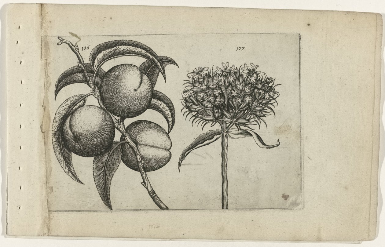 Fersken og brændende kærlighed Cognoscite lilia (serietitel) af Crispijn van de Passe (I) (attributed to)