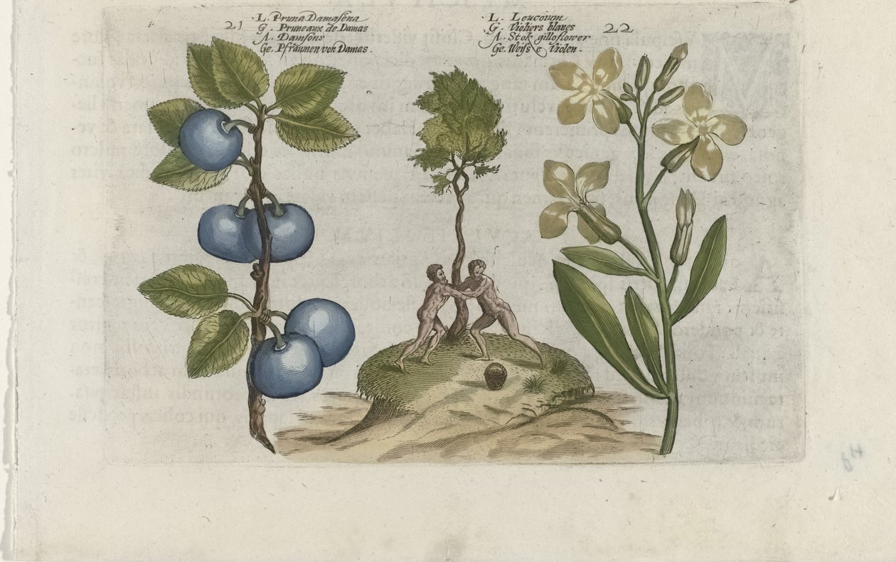 Pruim en muurbloem Pruna Damasena / Leucojum (titel på objekt) Know the Lilies (serietitel) af Crispijn van de Passe (I) (attributed to)