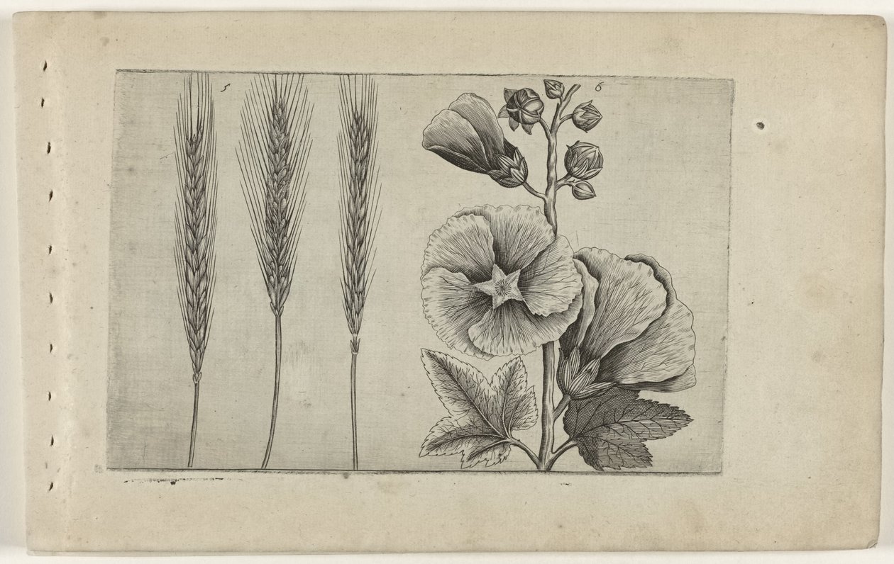 Rogge en stokroos Know the Lilies (serietitel) af Crispijn van de Passe (I) (attributed to)