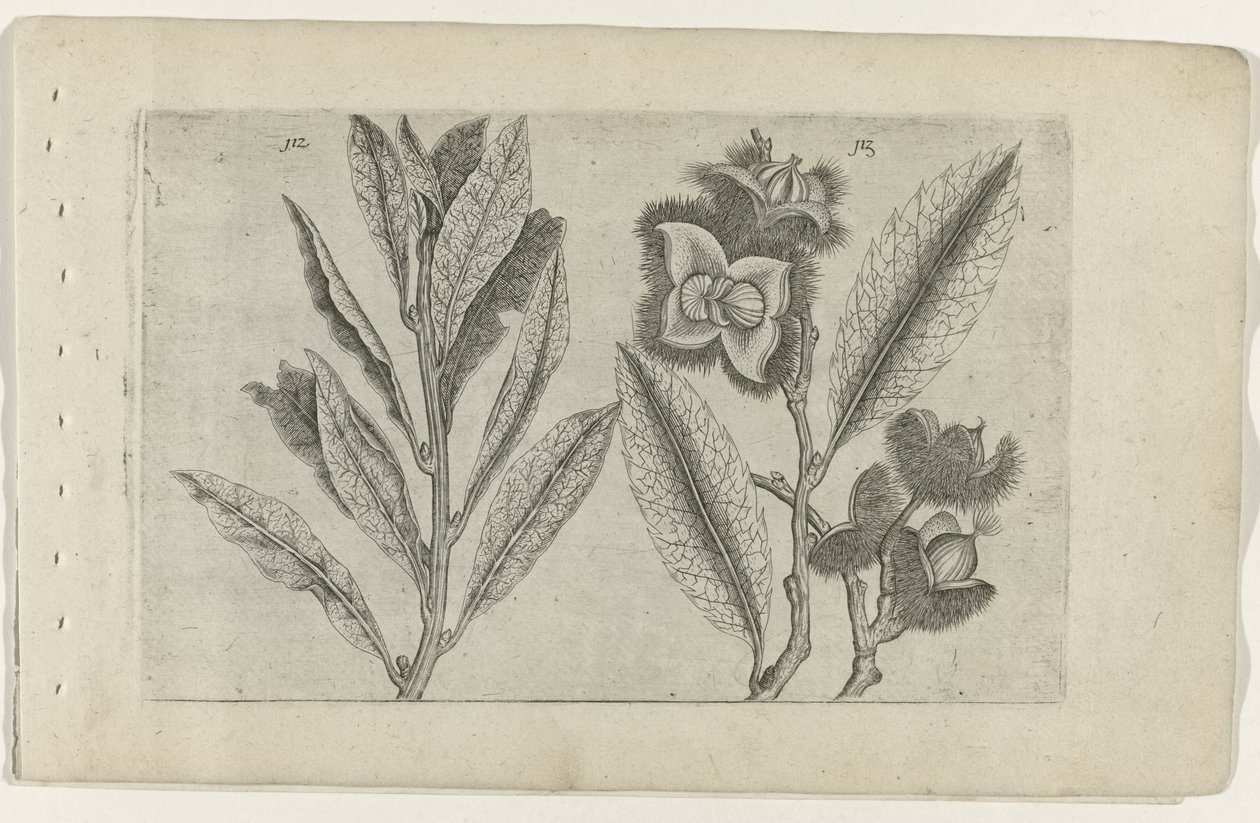 Salie en tamme kastanje Know the Lilies (serietitel) af Crispijn van de Passe (I) (attributed to)