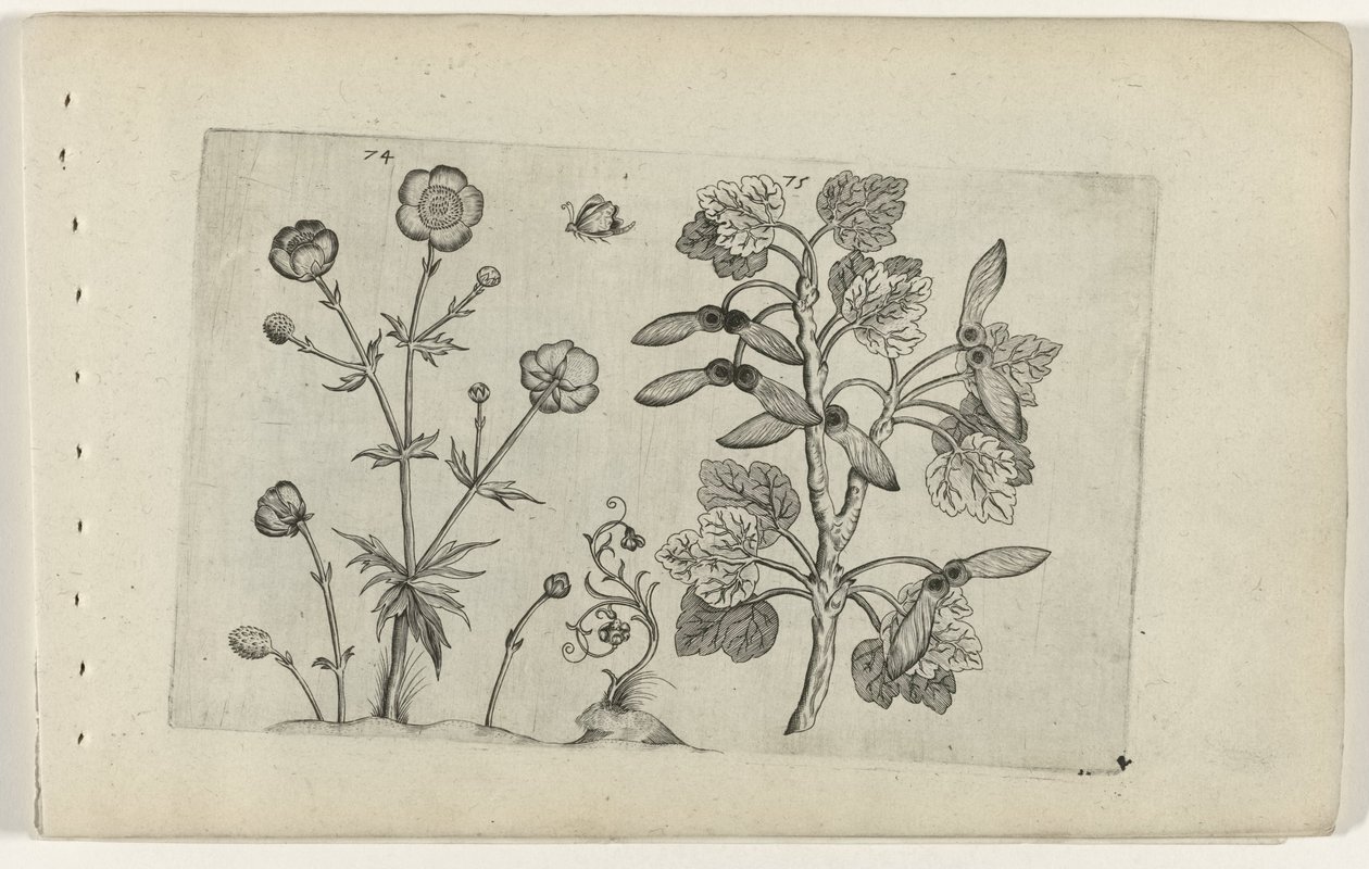 Skarp ranunkel og markahorn Cognoscite lilia (serietitel) af Crispijn van de Passe (I) (attributed to)