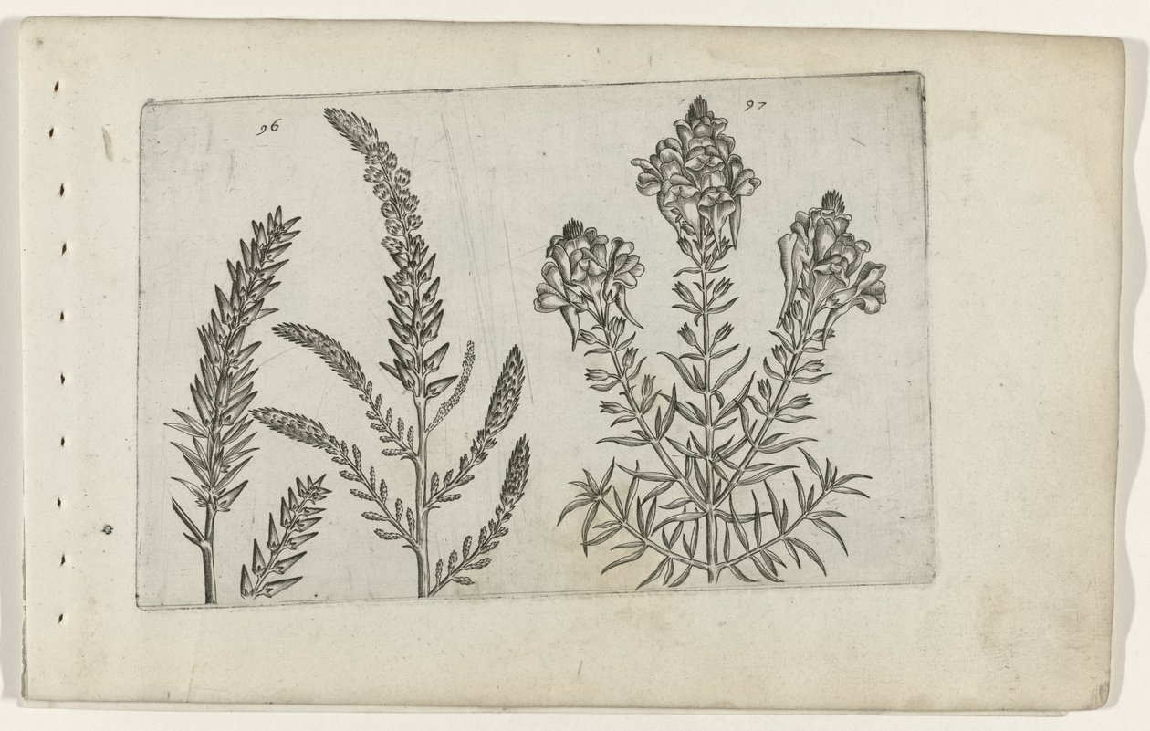 Tamarisk og vlasbekje Know the Lilies (serietitel) af Crispijn van de Passe (I) (attributed to)