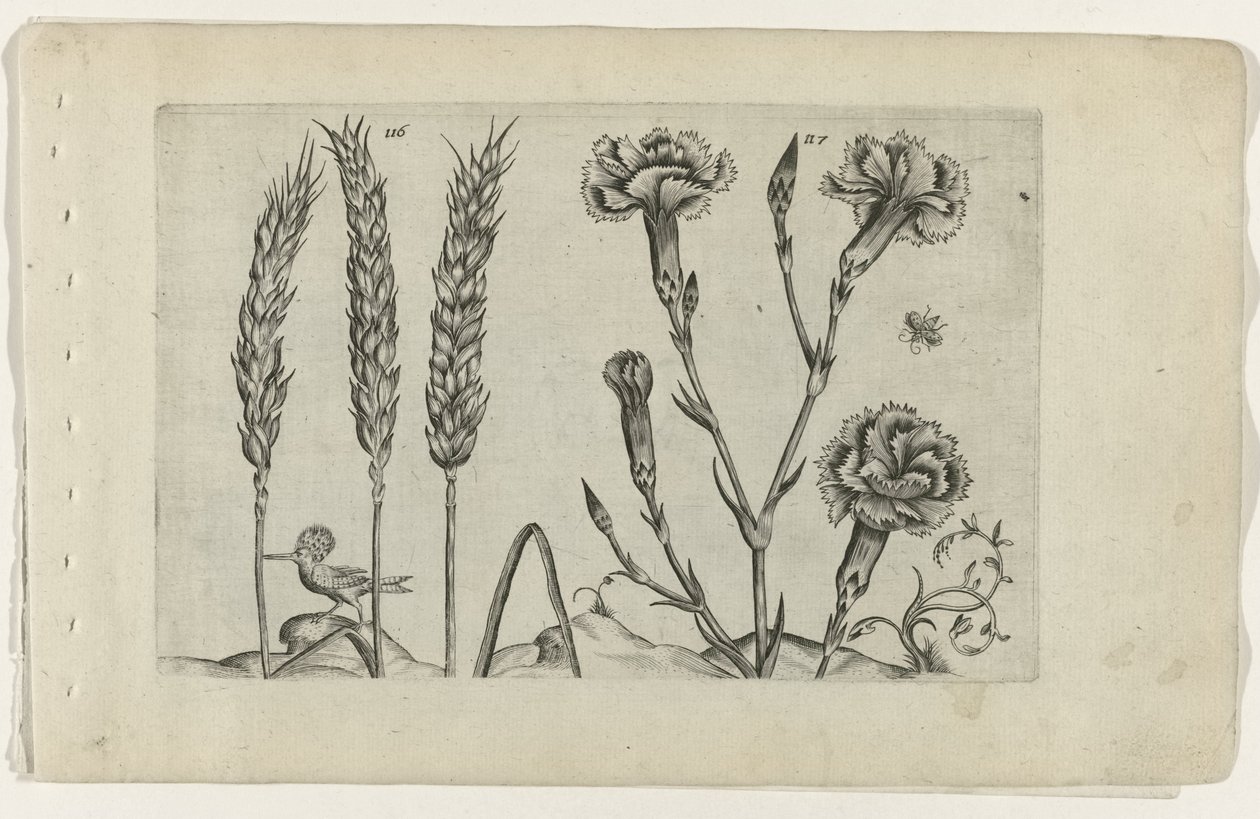 Tarwe en tuinanjer Know the Lilies (serietitel) af Crispijn van de Passe (I) (attributed to)
