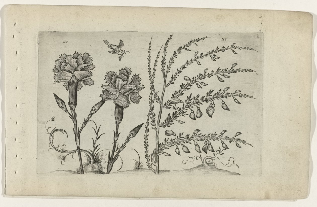 Tuinanjer en brem Know the Lilies (serietitel) af Crispijn van de Passe (I) (attributed to)