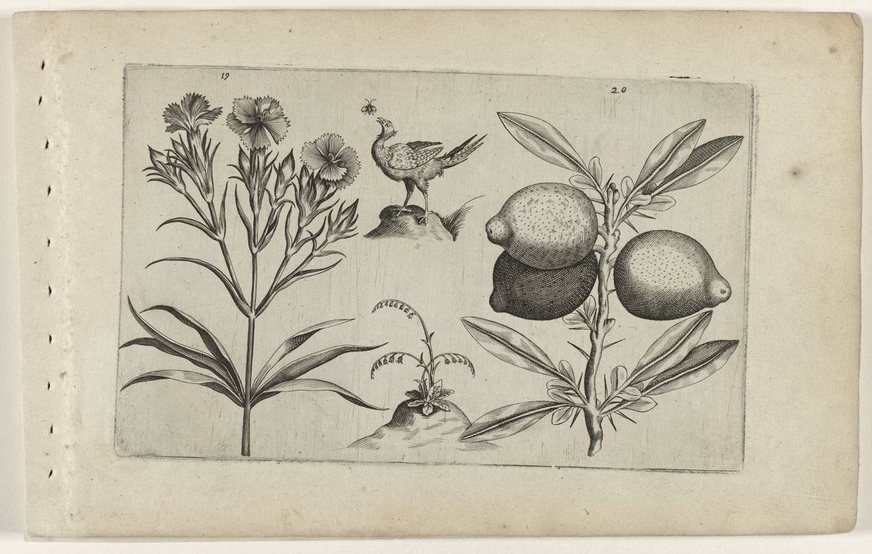 Tuinanjer en citroen Know the Lilies (serietitel) af Crispijn van de Passe (I) (attributed to)