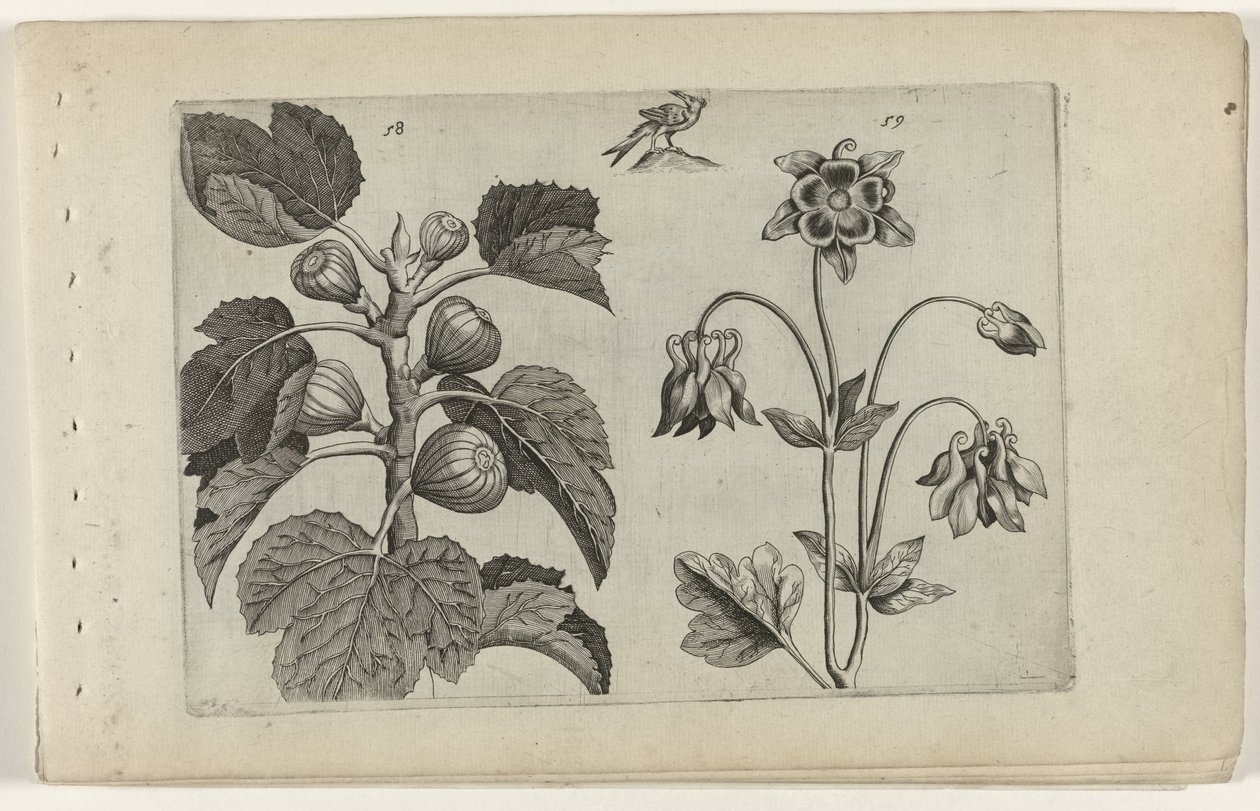 Figentræ og vild akeleje Cognoscite lilia (serietitel) af Crispijn van de Passe (I) (attributed to)