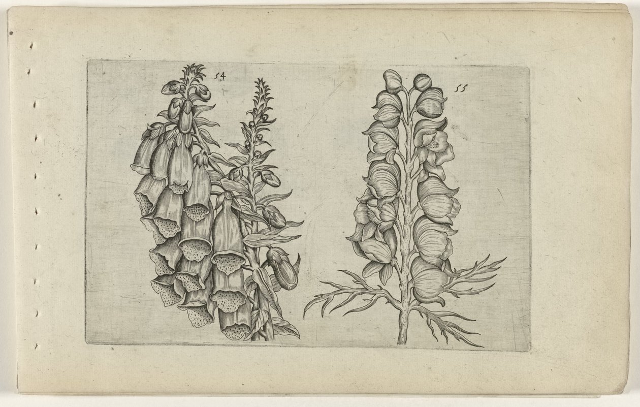 Rævehandske og blåt munketøj Cognoscite lilia (serietitel) af Crispijn van de Passe (I) (attributed to)