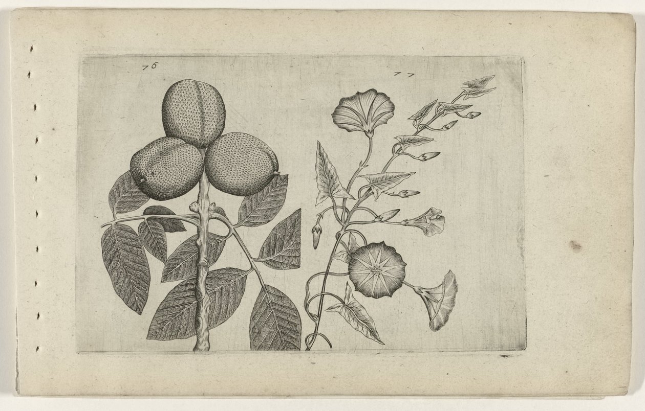 Walnootboom en akkerwinde Know the Lilies (serietitel) af Crispijn van de Passe (I) (attributed to)