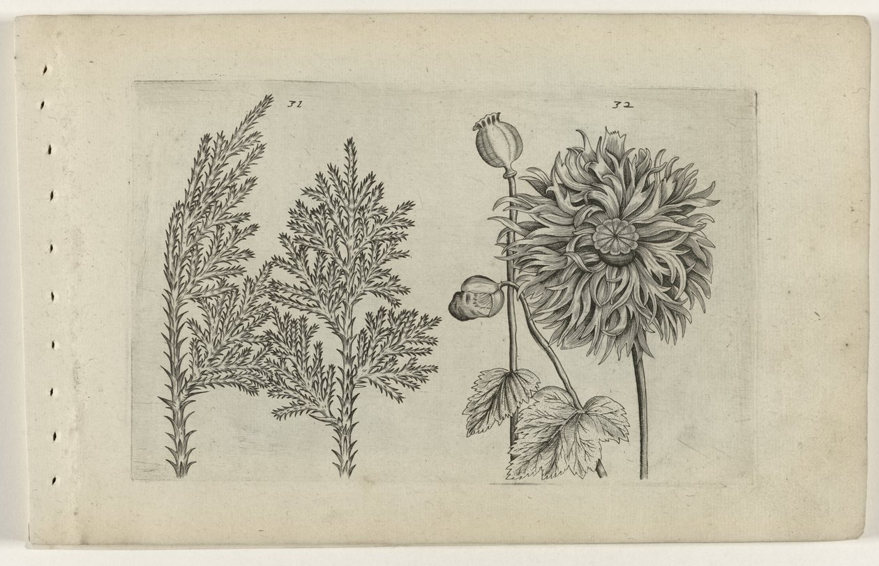 Syv træ og sovebold Cognoscite lilia (serietitel) af Crispijn van de Passe (I) (attributed to)