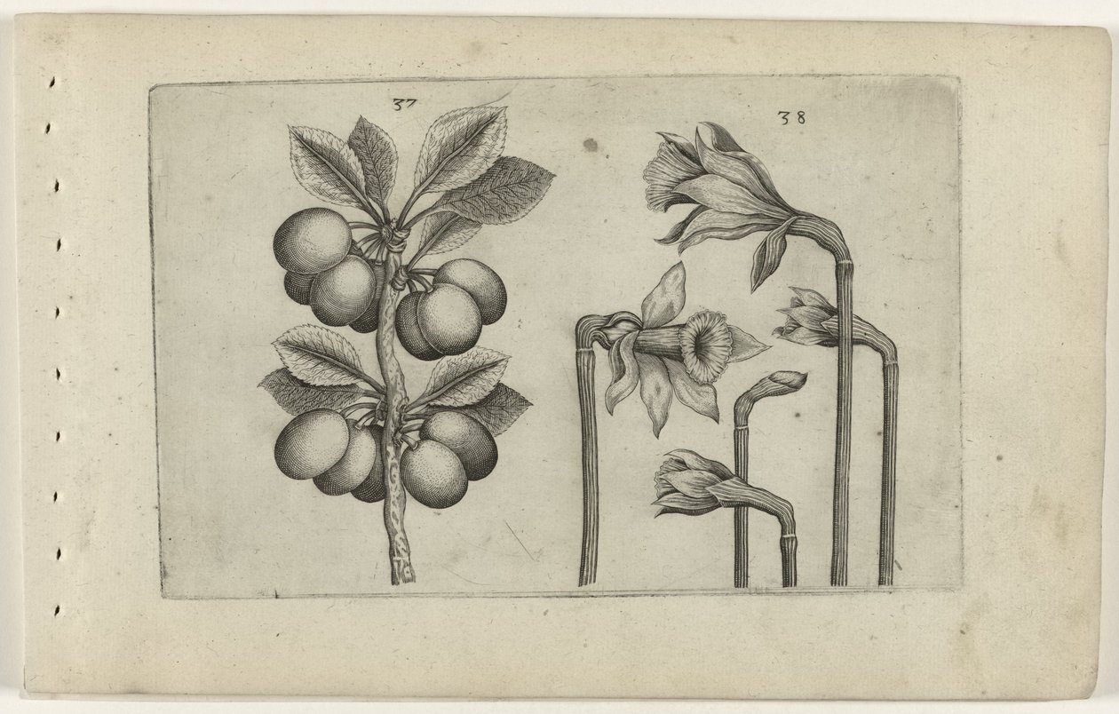 Zure kers en vilde påskeliljer Know the Lilies (serietitel) af Crispijn van de Passe (I) (attributed to)