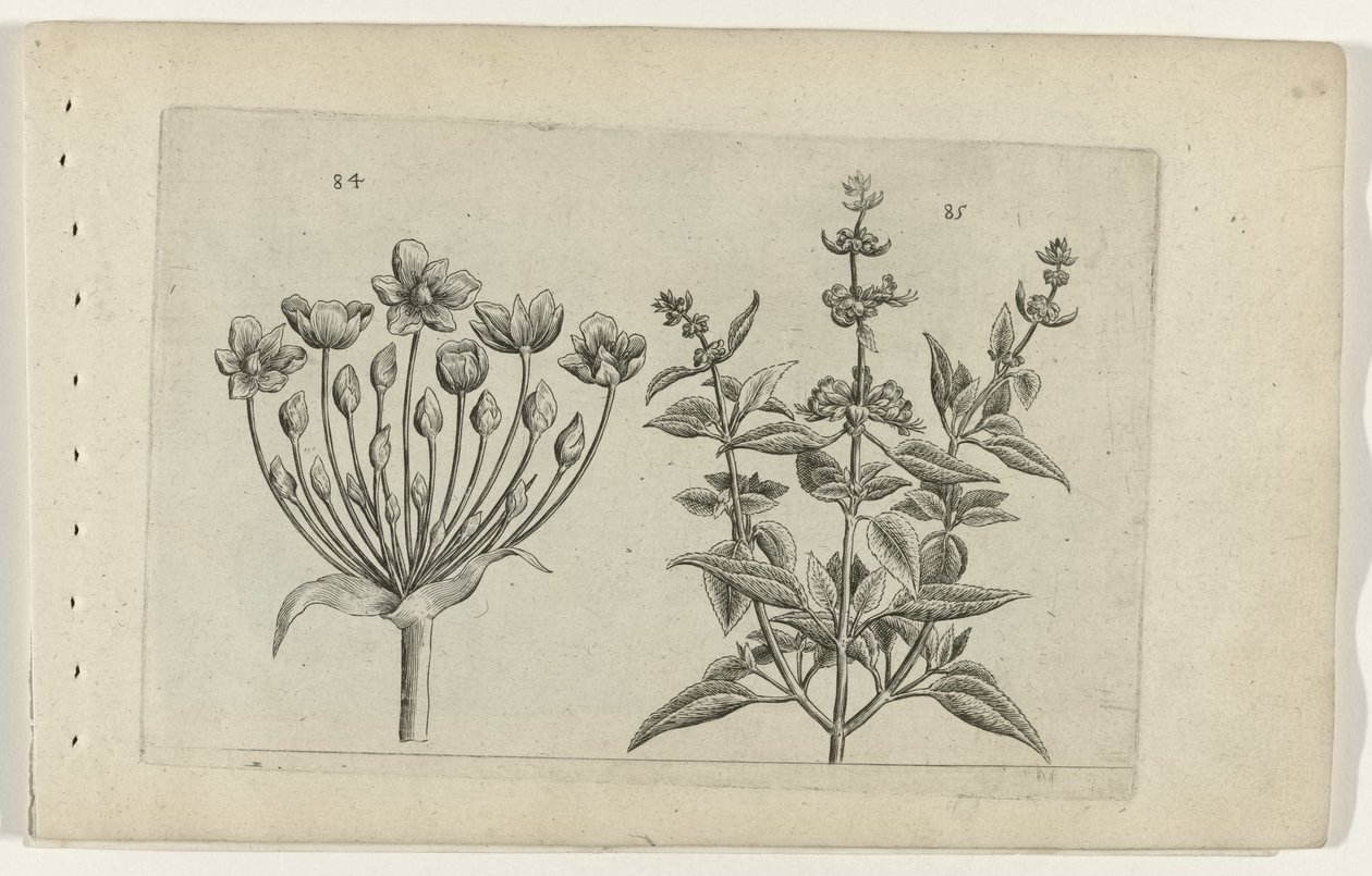 Svaneblomst og lilleblomstret salvie Cognoscite lilia (serietitel) af Crispijn van de Passe (I) (attributed to)