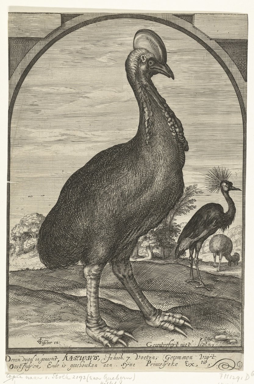 Kasuar, bragt af Willem Jacobsz. fra Ostindien og givet til Prins Maurits, 1614 af Crispijn van den Queborn (attributed to)