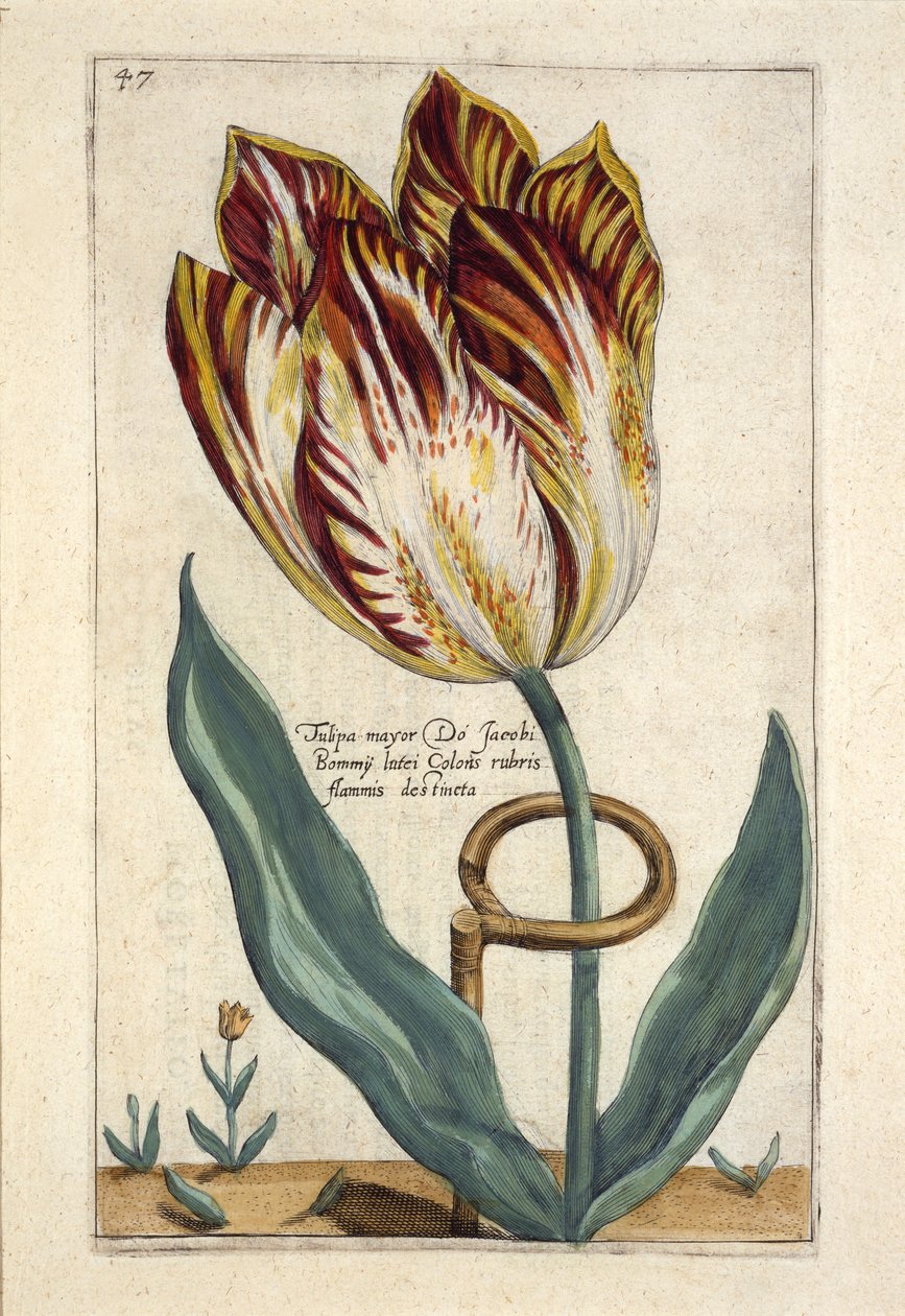 Tulipa Mayor Do Jacobi Bommy, plade 47, fra "Hortus Floridus" udgivet 1614 (håndkoloreret stik) af Crispin  Passe