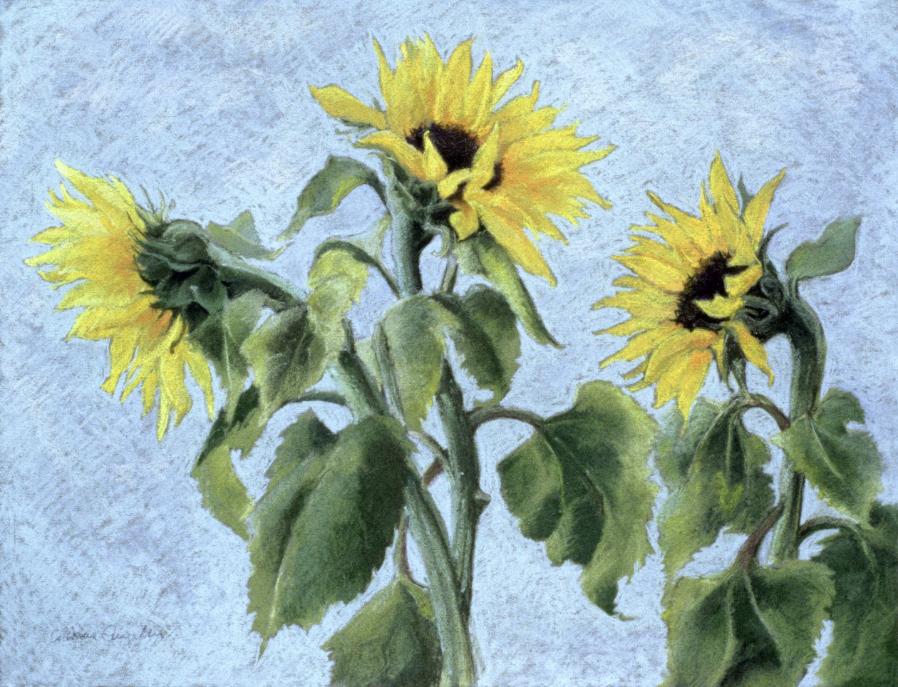Solsikker, 1996 (pastel) af Cristiana Angelini