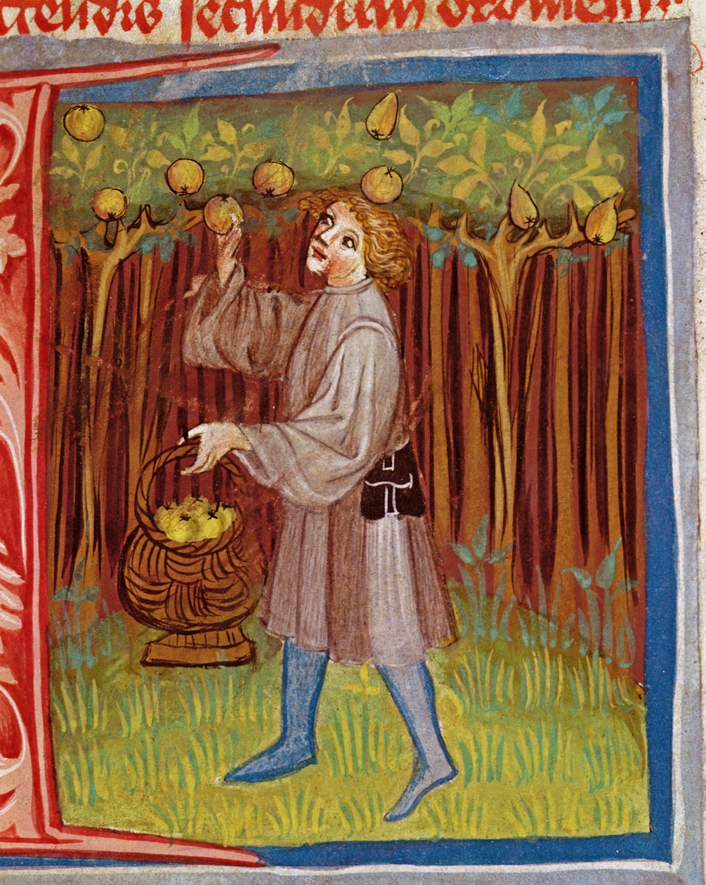 Pluk frugt fra Opus Rural Commodorum af Pietro Crescenzi (1230-1321) af Czech School