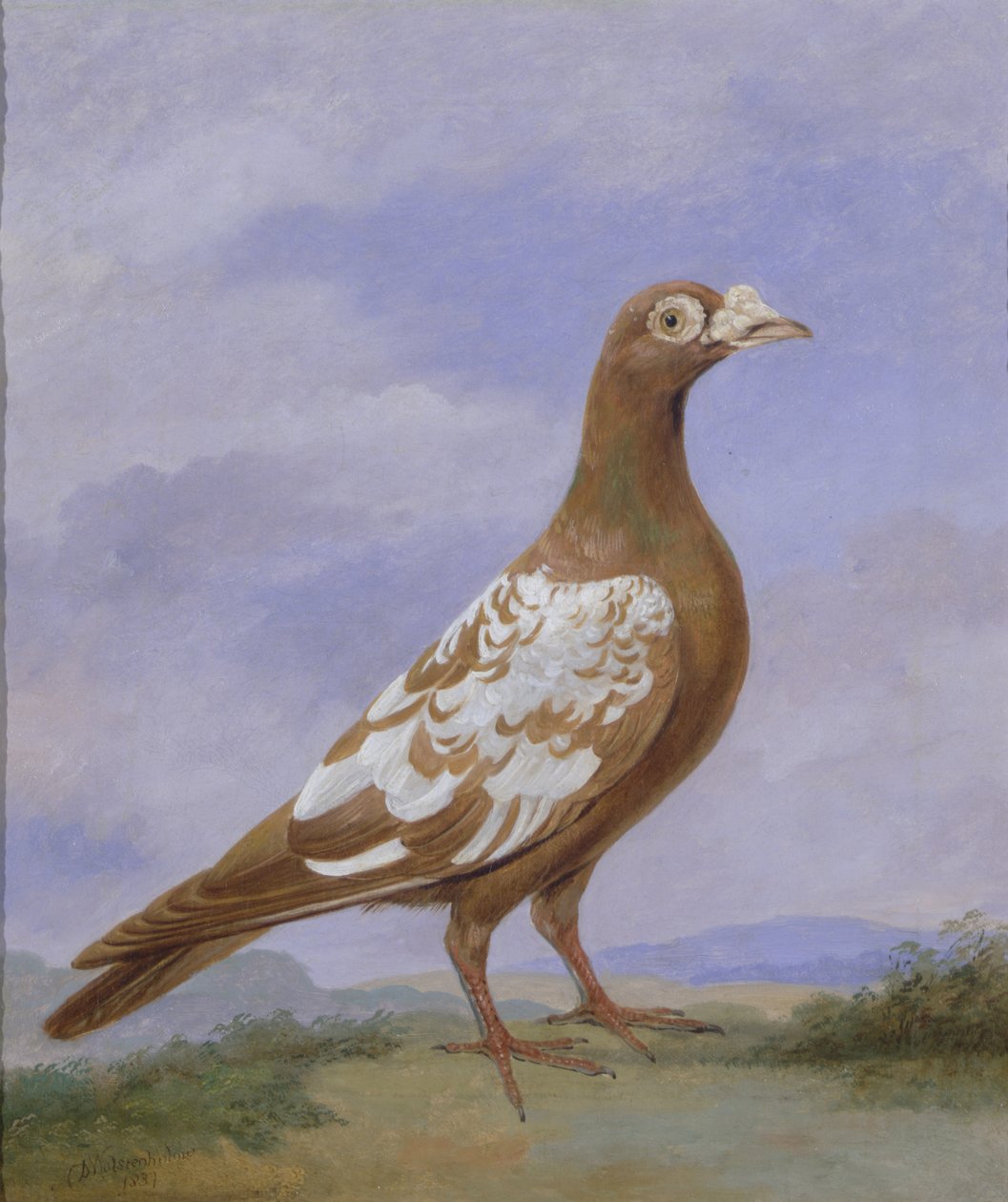 Rød broget brevdue af D. the Younger Wolstenholme