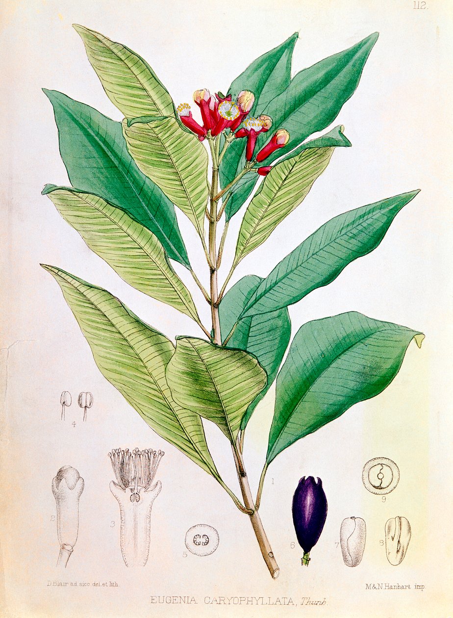 Nellike, blomsterknop af Syzygium aromaticum Eugenia carophyllata af D Blair