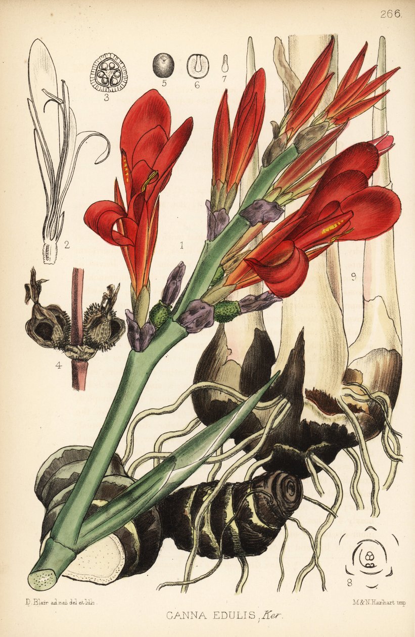 Indisk hagl, achira eller meeru, Canna indica (Canna edulis). Håndfarvet litografi af Hanhart efter en botanisk illustration af David Blair fra Robert Bentley og Henry Trimens Medicinal Plants, London af D. Blair