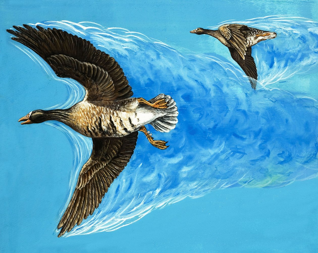 Turbulens forårsaget af fugle, der flyver af D. Makele.