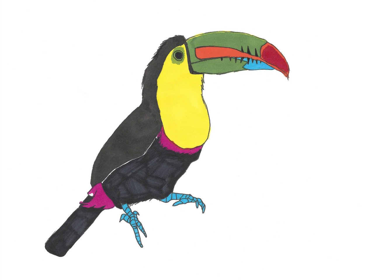 Toucan, 2024 (pen på papir med photoshop) af Daisy de Villeneuve