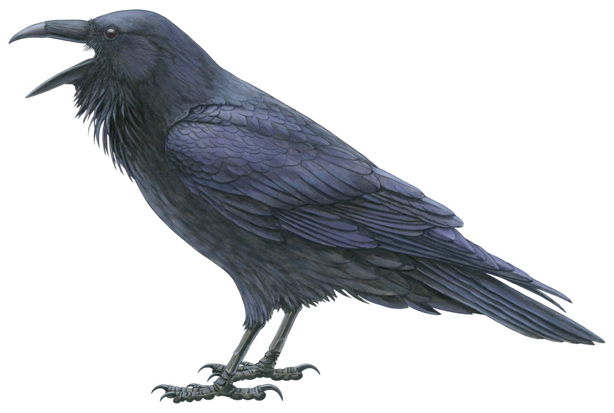 Almindelig ravn (akvarel og gouache) af Damstra Emily