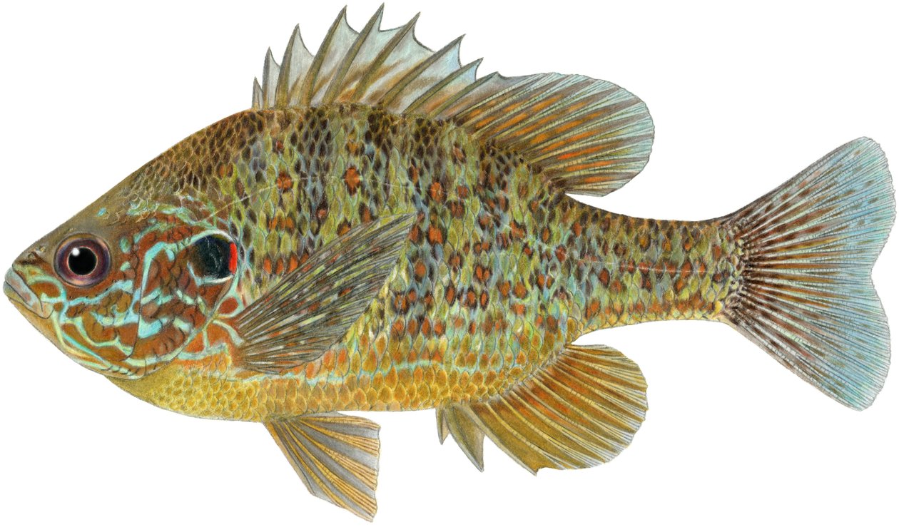 Pumpkinseed sunfish (farveblyanter) af Damstra Emily