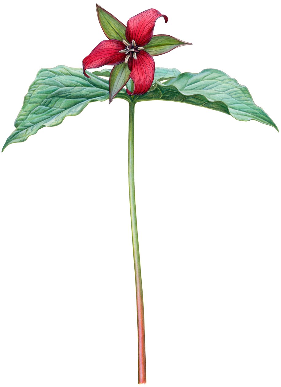 Rød trillium (akvarel og gouache) af Damstra Emily