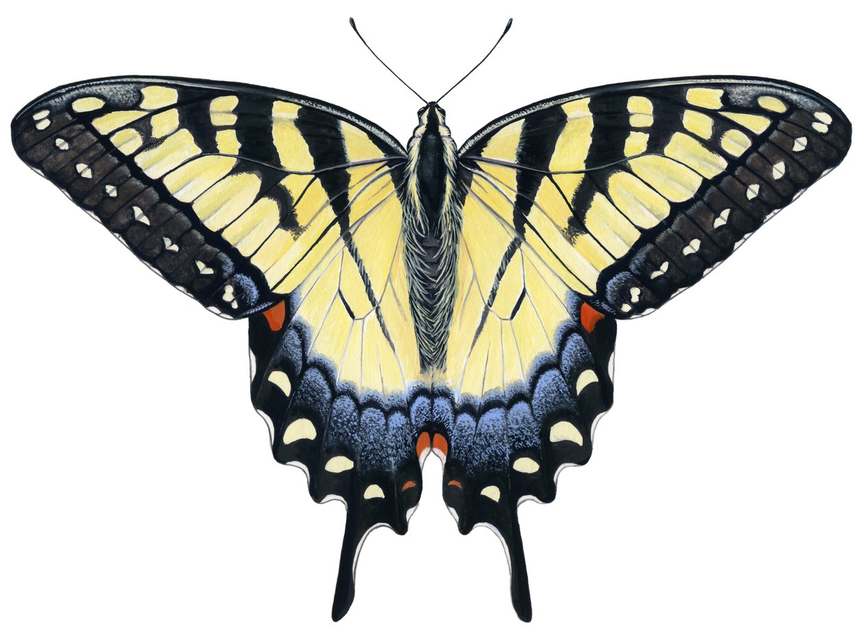 Sommerfuglen Tiger Swallowtail (gouache) af Damstra Emily