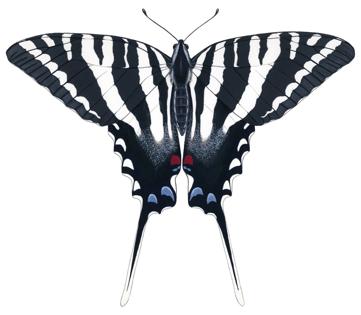 Sommerfuglen Zebra Swallowtail (gouache) af Damstra Emily