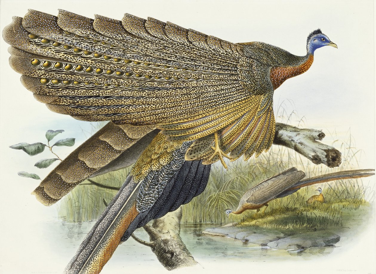 Phadianidae. Argusianus Grayli, 1870-1872 af Daniel Giraud Elliot
