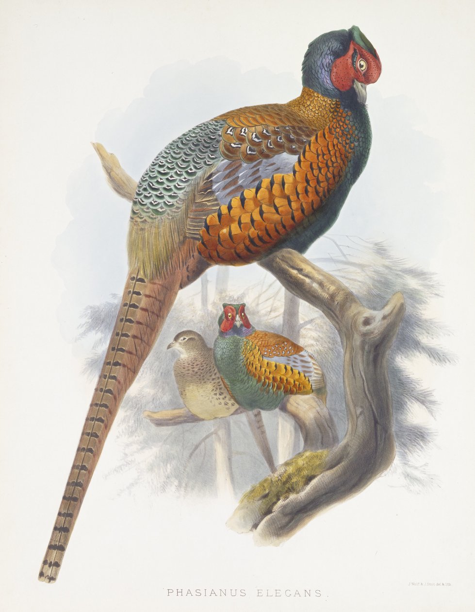 Phasianus Elegans (elegant fasan), 1870-1872 af Daniel Giraud Elliot