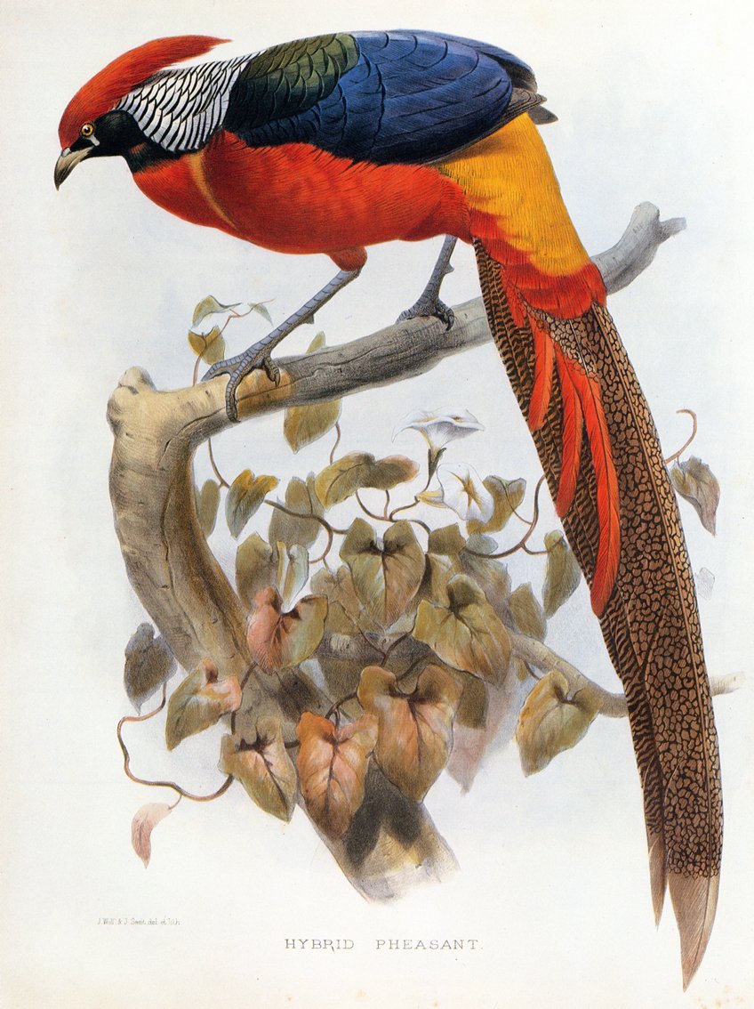 Hybrid fasan Chrysolophus pictus Chrysolophus amherstiae af Daniel Giraud Elliot