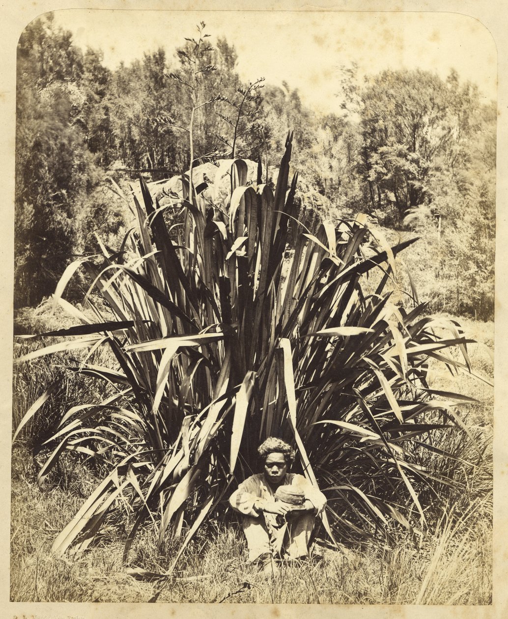 Studie af en hørbusk med en indfødt dreng ved Wairere-floden, 1869 (albumenprint) af Daniel Louis Mundy