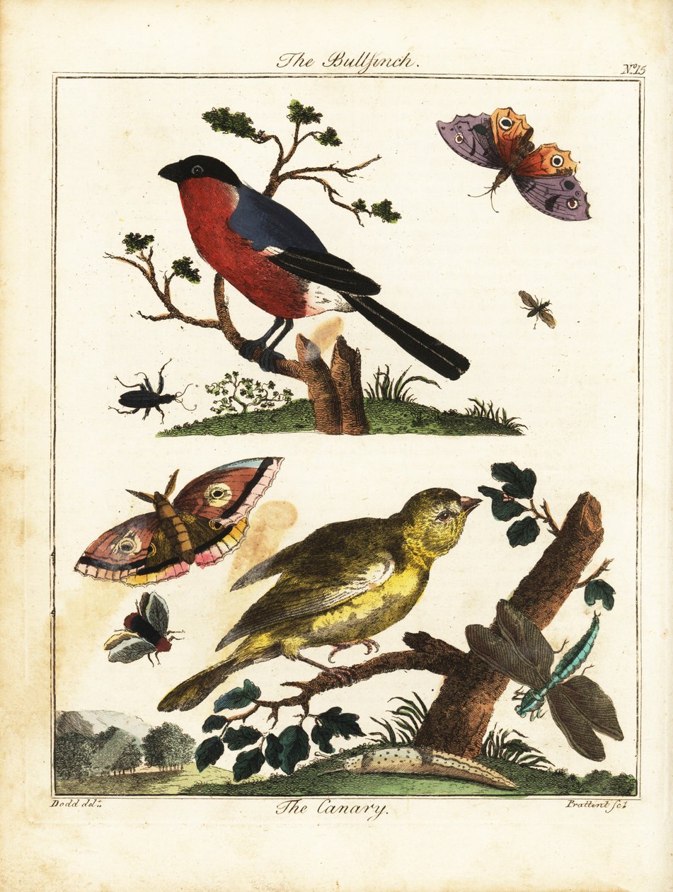 Bullfinch, kanariefugl, sommerfugl, møl osv. 1792 (gravering) af Daniel (after) Dodd