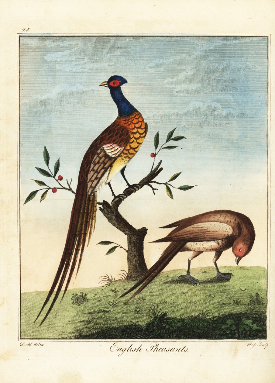 Engelske fasaner, han- og hunkøn. 1792 (gravering) af Daniel (after) Dodd