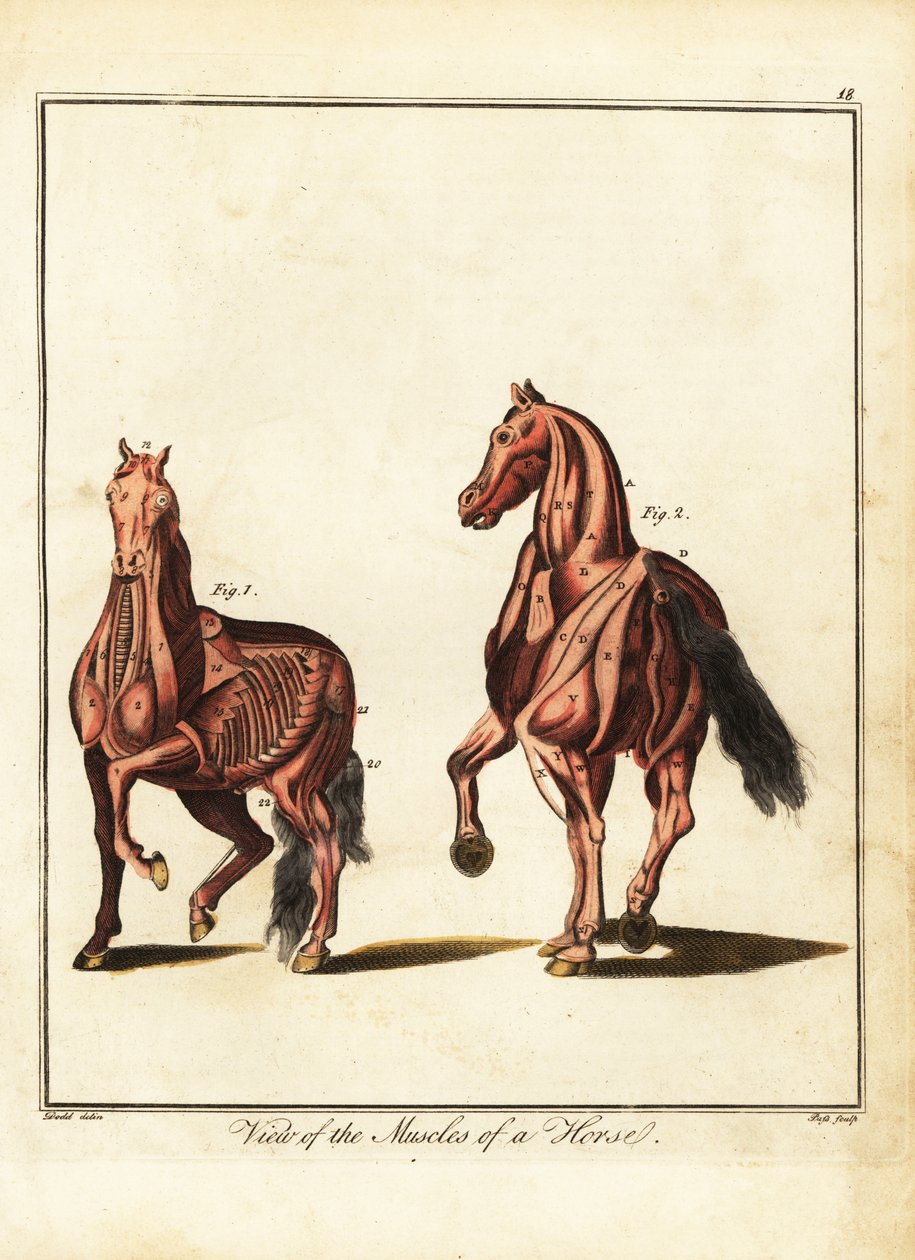 Muskulatur af en hest. 1792 (gravering) af Daniel (after) Dodd