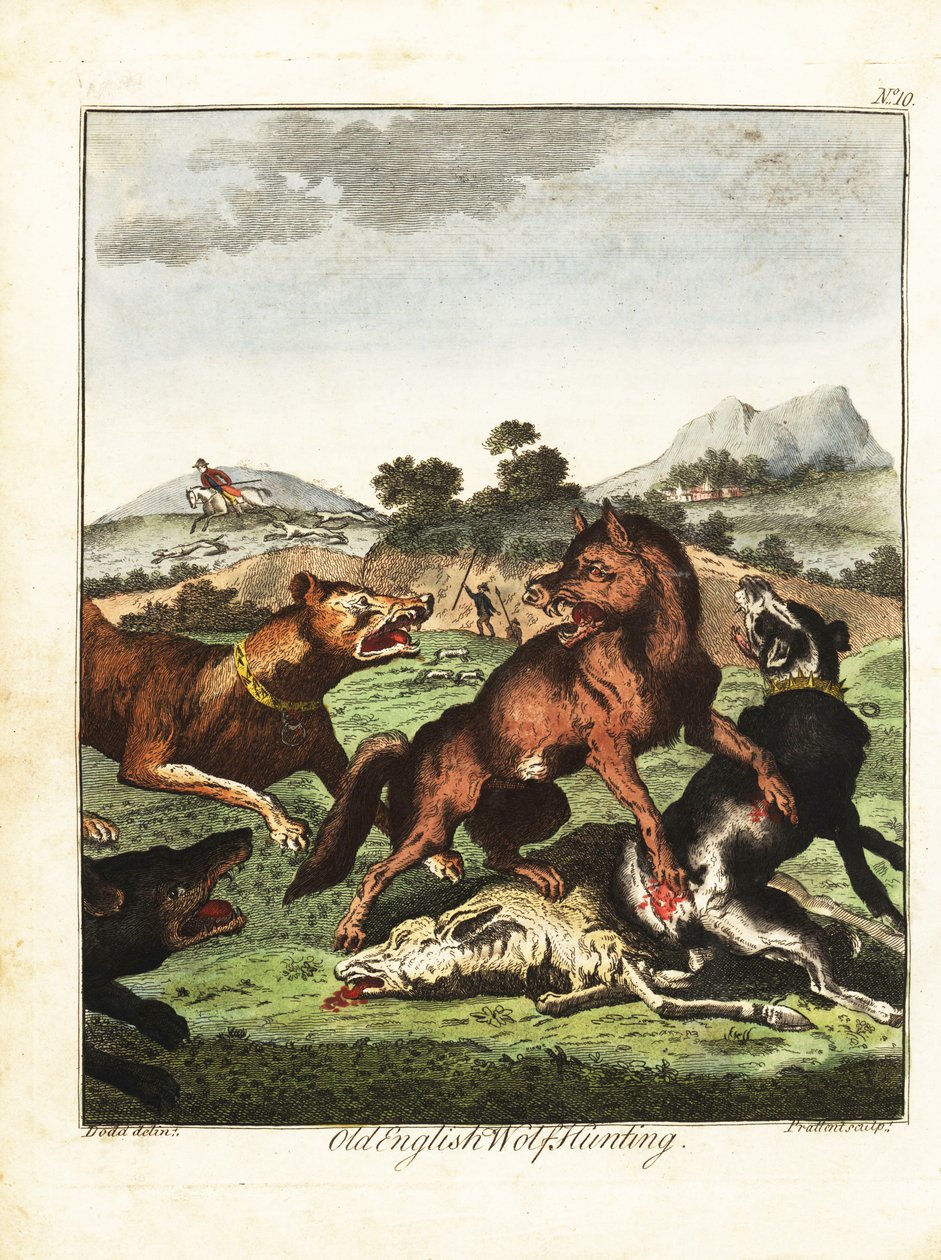 Gammel engelsk ulvejagt. 1792 (gravering) af Daniel (after) Dodd