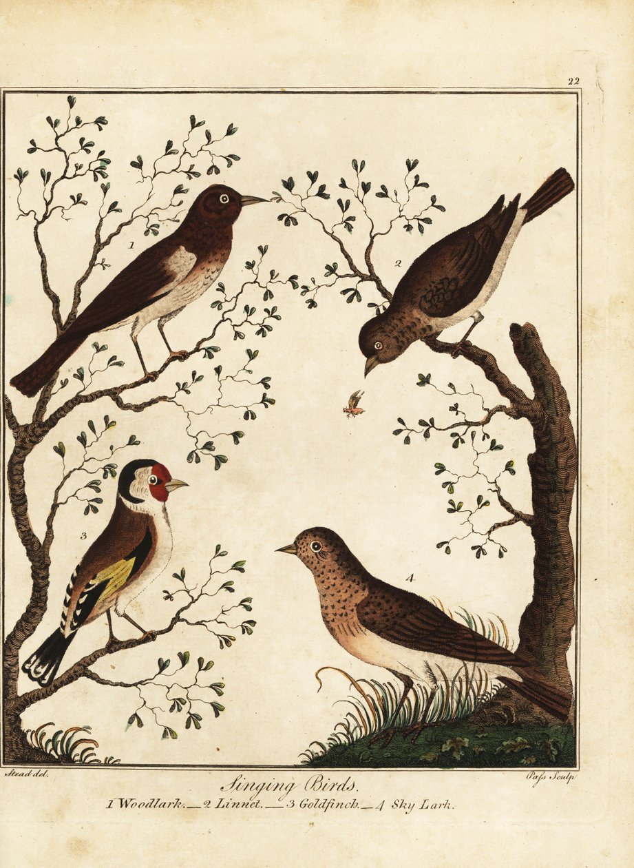 Sangfugle: skovlærke, linnet, guldfinke, himmellærke. 1792 (gravering) af Daniel (after) Dodd