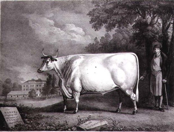 Baronen, et priskorthorn (The Nannau White Cow) graveret af Charles Joseph Hullamandel (1789-1850) 1824 af Daniel Clowes
