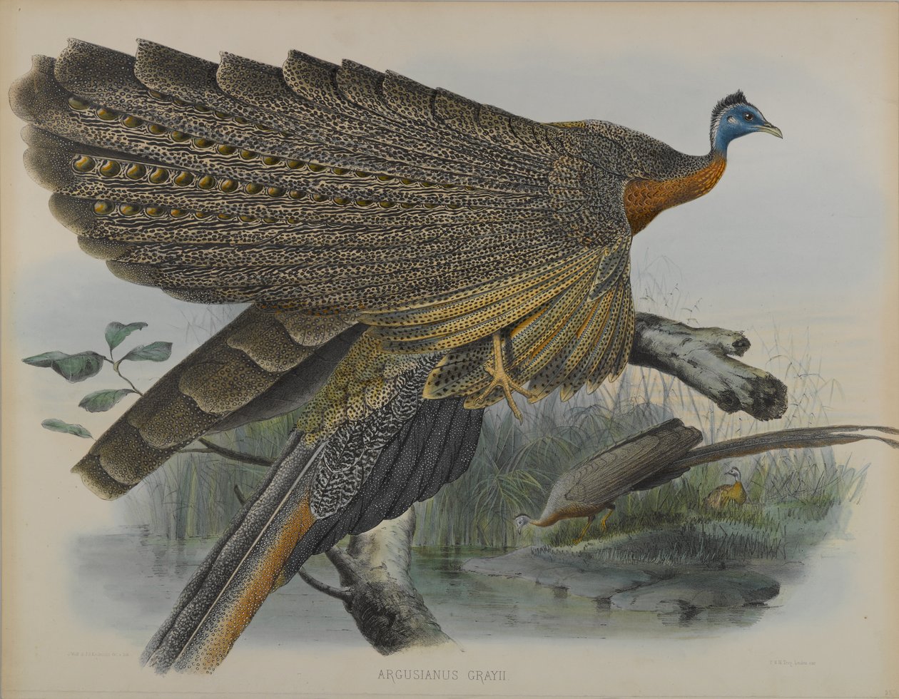 Argusianus Grayii (farve litho) af Daniel Giraud and Gould John Elliott