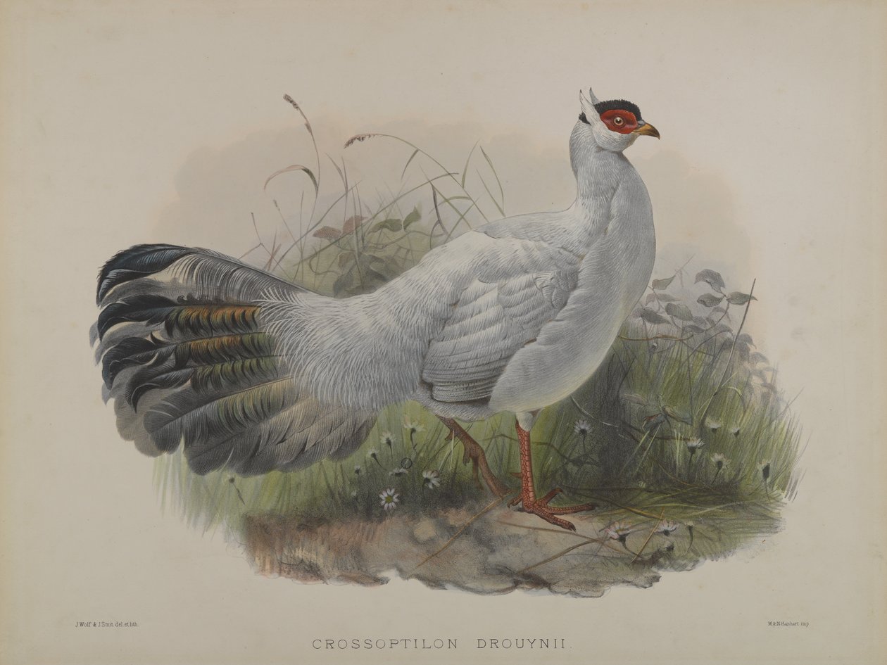 Crossoptilon Drouynii (farve litho) af Daniel Giraud and Gould John Elliott