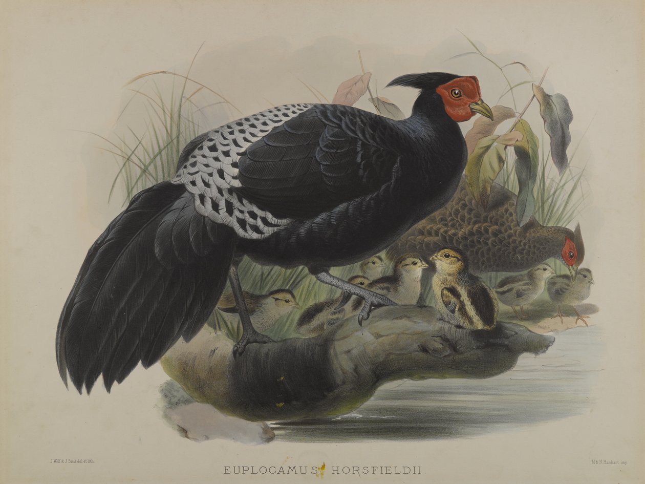Euplocamus Horsfieldii (farvelitografi) af Daniel Giraud and Gould John Elliott